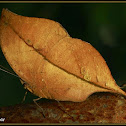 Blue Oak Leaf