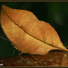 Blue Oak Leaf