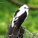 Viudita Común - Pied Water Tyrant