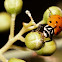 Lady Bug