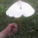 False parasol