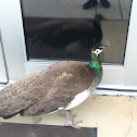 Peacock(female)