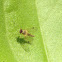 Snipe Fly
