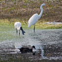 Royal Spoonbill (and friends)