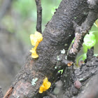 Witch's butter