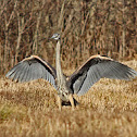 Great blue heron