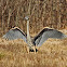 Great blue heron