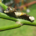 Giant Swallowtail Caterpillar