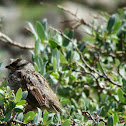 Song Sparrow
