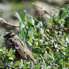 Song Sparrow