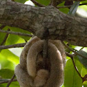 Silky Anteater