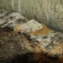 Gypsy Moth (Female)