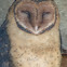 Tasmanian Masked Owl