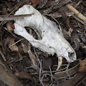 Opossum