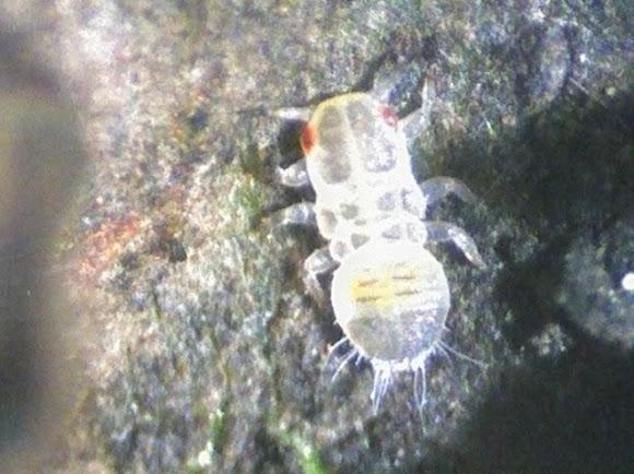 Spotting Image 1