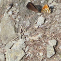 Mountain ringlet