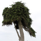 Monterey Cypress