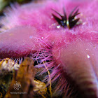 Carrion flower