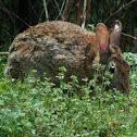 Cottontail Rabbit
