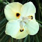African iris