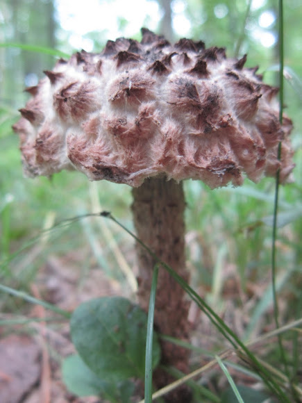 Spotting Image 1
