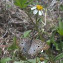 White Peacock