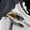 Honey Bee