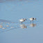 Sanderling