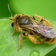 Finding Iberian bees and other Hymenoptera