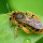 Finding Iberian bees and other Hymenoptera