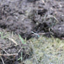 Unknown Dragonfly