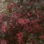 Plant pink