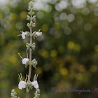 White Sage