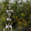 White Sage