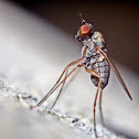 A very small fly