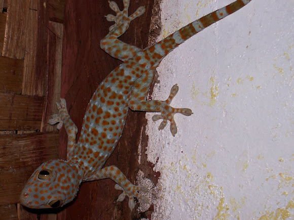 Spotting Image 1