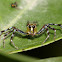 Epeus indicus (Female)