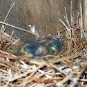 Sleeping Baby Bluebirds