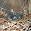 Sleeping Baby Bluebirds