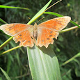Mariposas de Colombia - Butterflies of Colombia