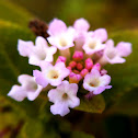 Lantana
