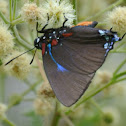 Great Purple Hairstreak