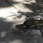 Gray Squirrel