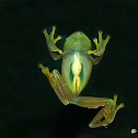 rana granosa