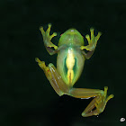 rana granosa