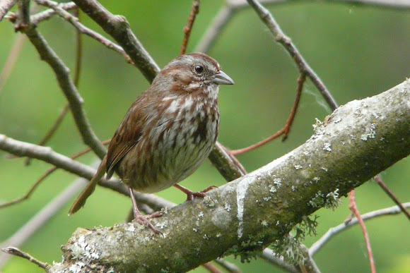 Spotting Image 1