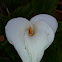 Lily of the Nile