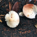 White velvety cap