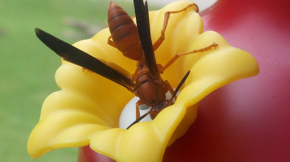 Spotting Image 1