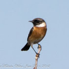 Stonechat; Tarabilla Común